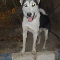 گمشده