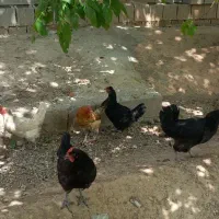 مرغ محلی در آباده