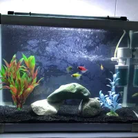 آکواریوم شرکتی شیشه خم با لوازم و ماهی|ماهی|قم, حنیف نژاد|دیوار