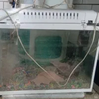 آکواریوم|ماهی|بندر امام خمینی, |دیوار