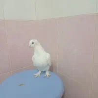 کبوتر ماده سفید پاپر