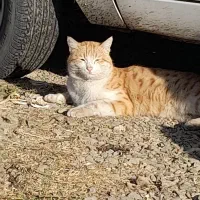 گربه فهمیده و پسند گربه طلایی|گربه|انزل, |دیوار