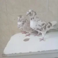 دوتا ماد درجه یک پرشی پیس|پرنده|خمینیشهر, |دیوار