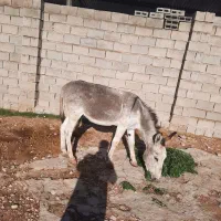 الاغ نر کوه رو و باری