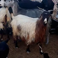 بز گله ای|حیوانات مزرعه|شیراز, باغ تخت|دیوار