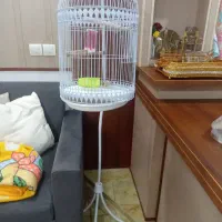 عروس هلندی نر یکسال