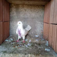 کبوتر سفید نر پرشی