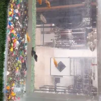 ماهی مولی کپی