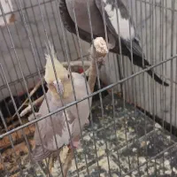 عروس هلندی|پرنده|تربت جام, شهید غلام زاده|دیوار