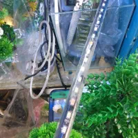 پمپ اکواریوم تعمیر بخاری تصفیه لامپ|ماهی|مشهد, سعد آباد|دیوار