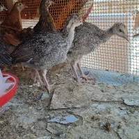 جوجه بوقلمون ۵۰ روزه