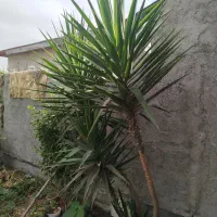 درختچه یوکا|گل و گیاه طبیعی|بندر ترکمن, |دیوار