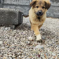 سگ سرابی شجره دار