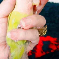 طوطی برزیلی کاملا اهلی