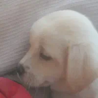 هاپو سه تا نژاد