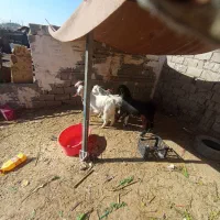 کهره نر سه تا یکی ماده.|حیوانات مزرعه|کرمان, |دیوار