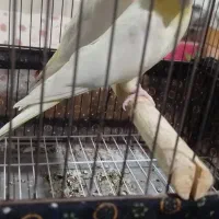 عروس هلندی لوتینو