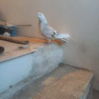 کبوتر کفتر معاوضه با قفس۱۰۳۳