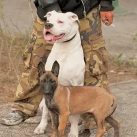 سگ مالینویز