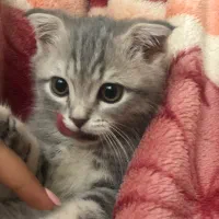 اسکاتیش فولد|گربه|ری, منصوریه منگل|دیوار