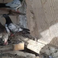 پرنده کبوتر