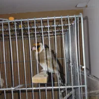 سهره|پرنده|شیراز, میانرود|دیوار