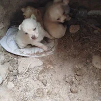 واگذار چهار عدد سگ روباهی واگذاری|سگ|بندر گناوه, |دیوار