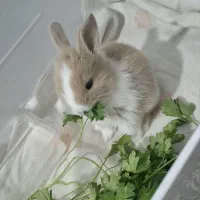 خرگوش .موش