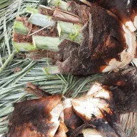 برش و قطع نخل در سراسر استان رایگان|خدمات باغبانی و درختکاری|بوشهر, |دیوار