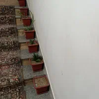 گلدان پلاستیکی