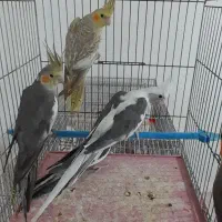 عروس هلندی|پرنده|تبریز, |دیوار
