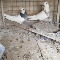 فروش نرو ماده طوقی