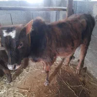 ورزا کوله چالوسی