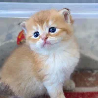گربه|گربه|اردبیل, |دیوار
