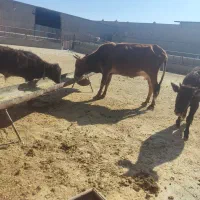 گاو.بادوتا گوساله|حیوانات مزرعه|قم, علی آباد سعدگان|دیوار