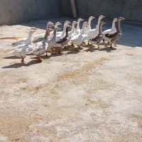 غاز