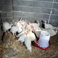 فروش بوقلمون بیوتی ارگانیک