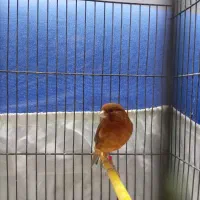 قناری ماده سرخ سوخته|پرنده|تهران, شکوفه|دیوار