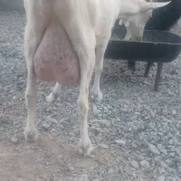 بزز سانن والپای