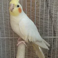 عروس هلندی