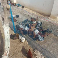 مرغ ونیمچه مرغ گلپایگان