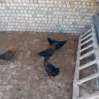مرغ و خروس