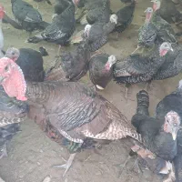 بوقلمون برنز|حیوانات مزرعه|تهران, شهرک طالقانی|دیوار