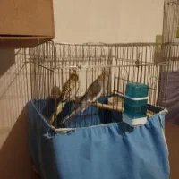 عروس هلندی وگرینچیک|پرنده|ماهدشت, |دیوار