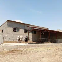 رهن و اجاره دامداری