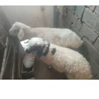 فروشی گوسفند  دارم