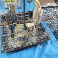 جوجه نرم خور ،دستی