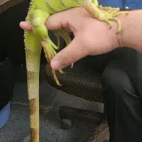 گمشده