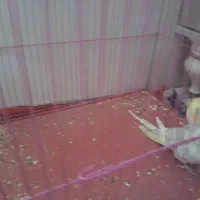 عروس هلندی|پرنده|سنندج, |دیوار