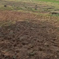 فروش زمین دیم